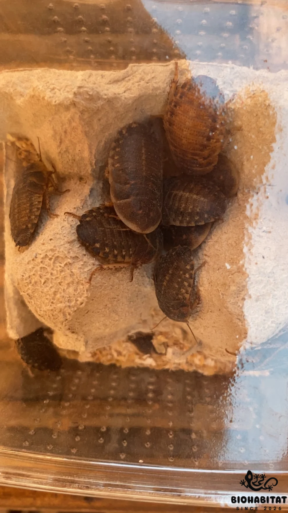 Blaptica Dubia SUB/ADULTO - 300g