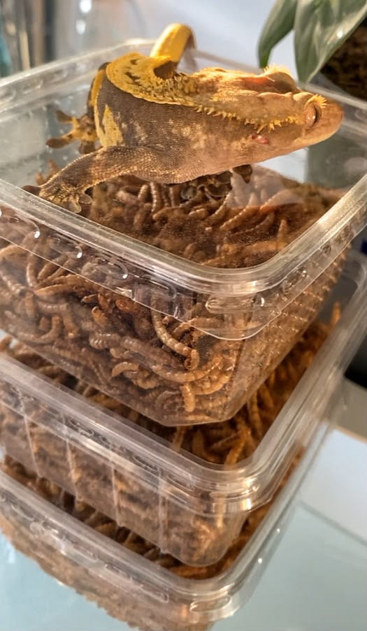 Gusanos Deshidratados 375g