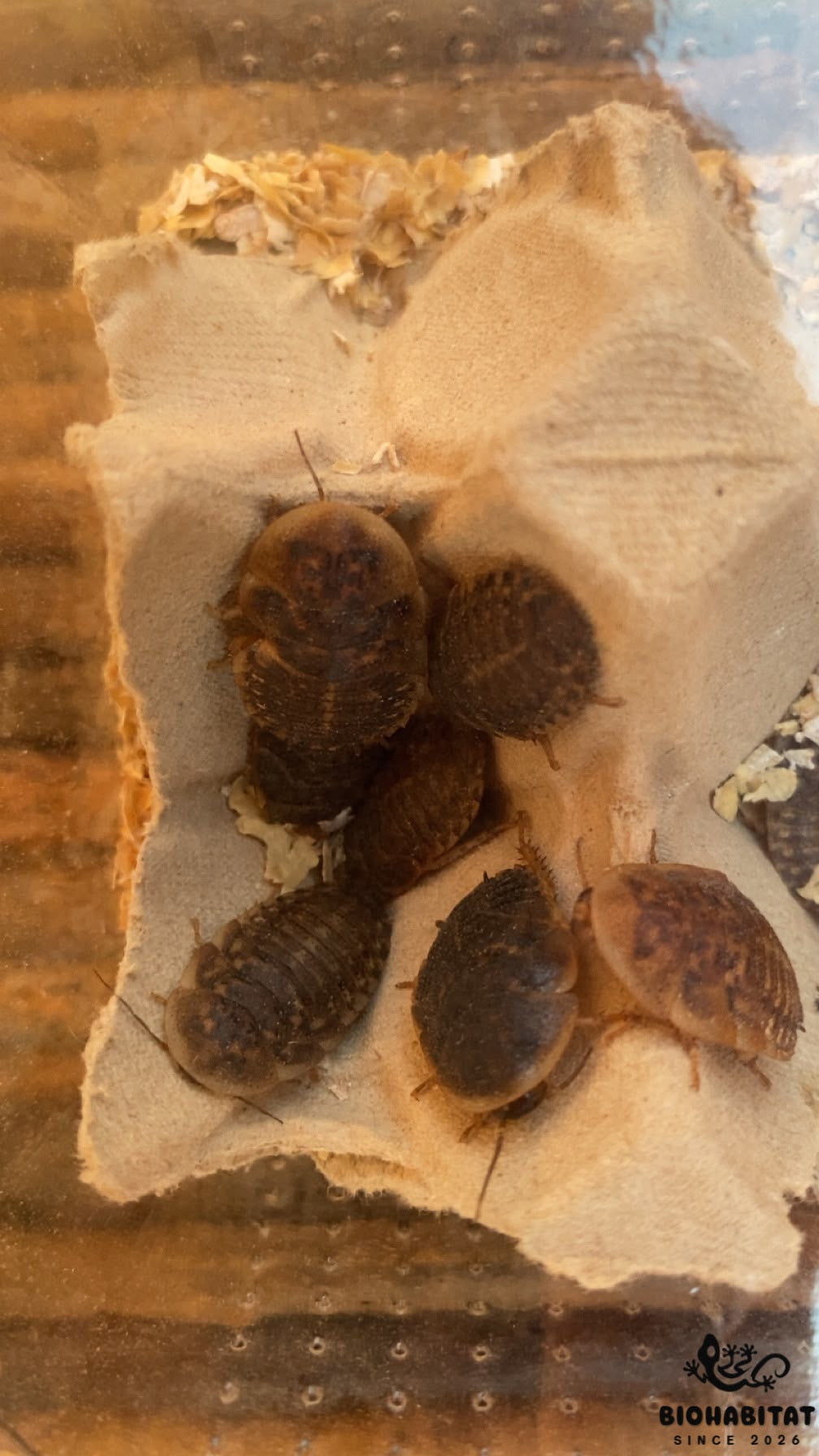 Blaptica Dubia SUB/ADULTO - 300g