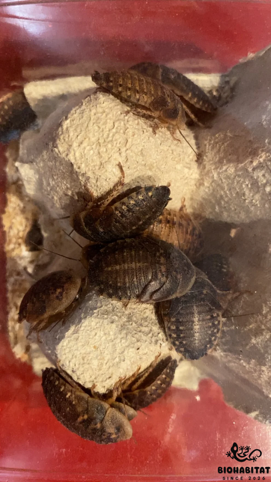 Blaptica Dubia SUB/ADULTO - 300g