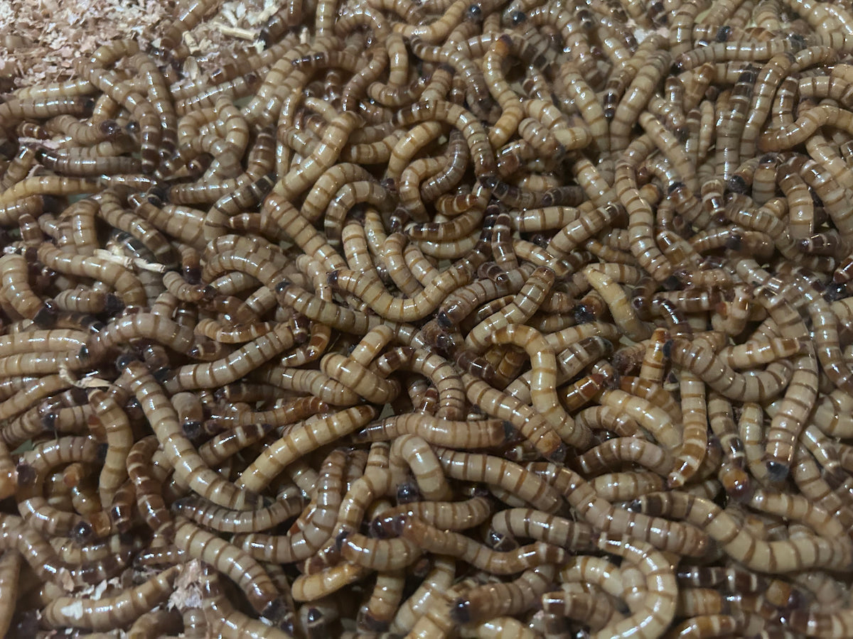 Zophobas Morio (Sweet Spot) 75g