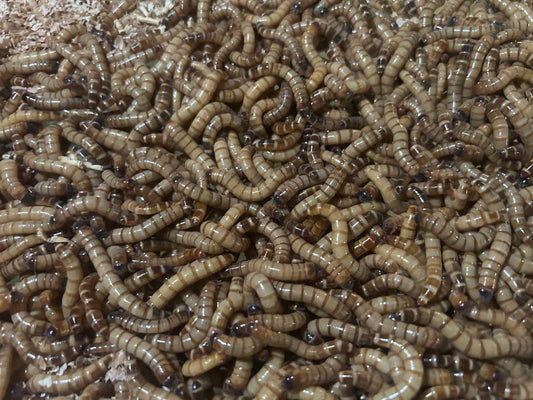 Zophobas Morio (Grande) 125g